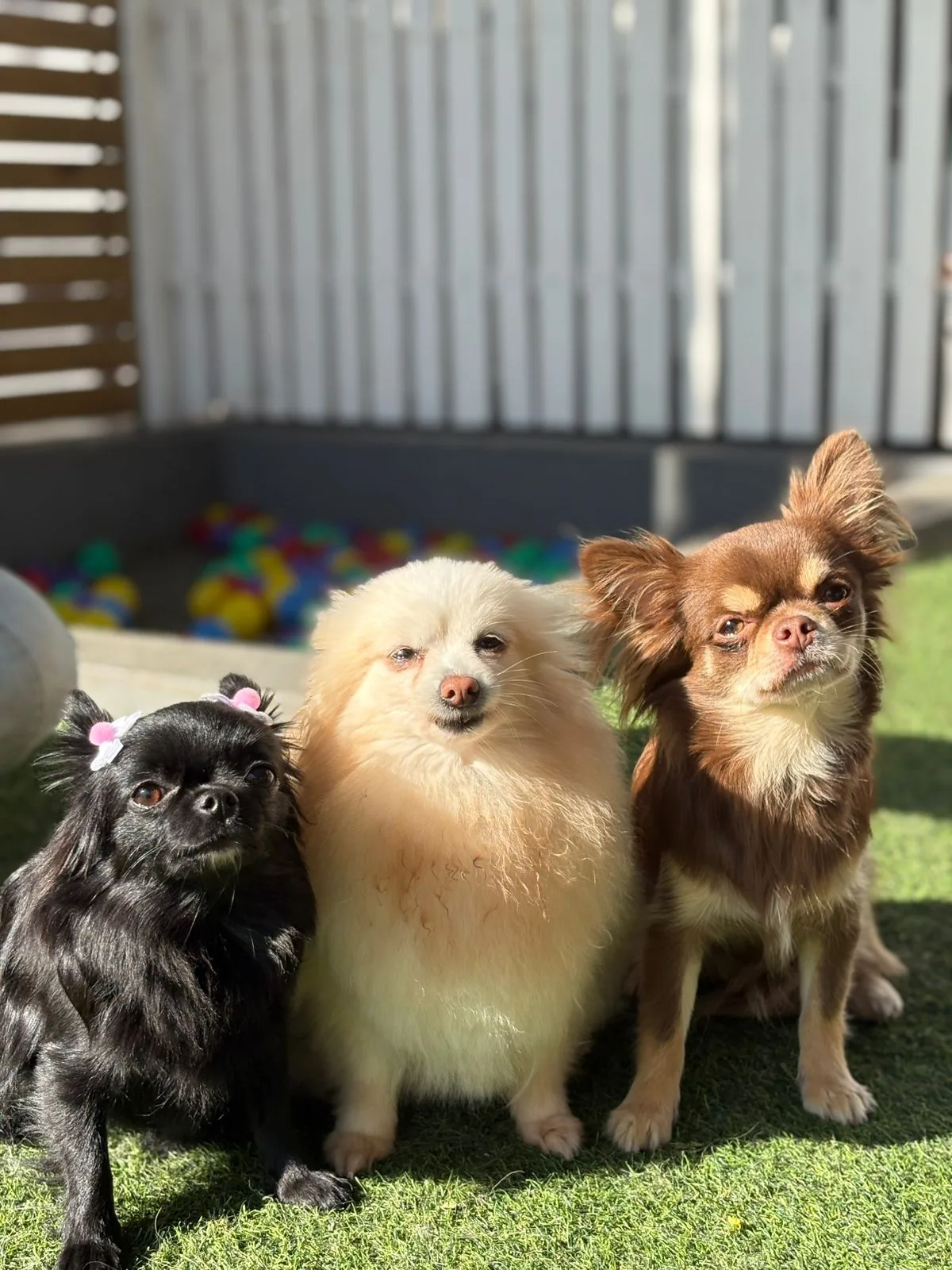 Rabanando Pet Club, foto enviada pela comunidade