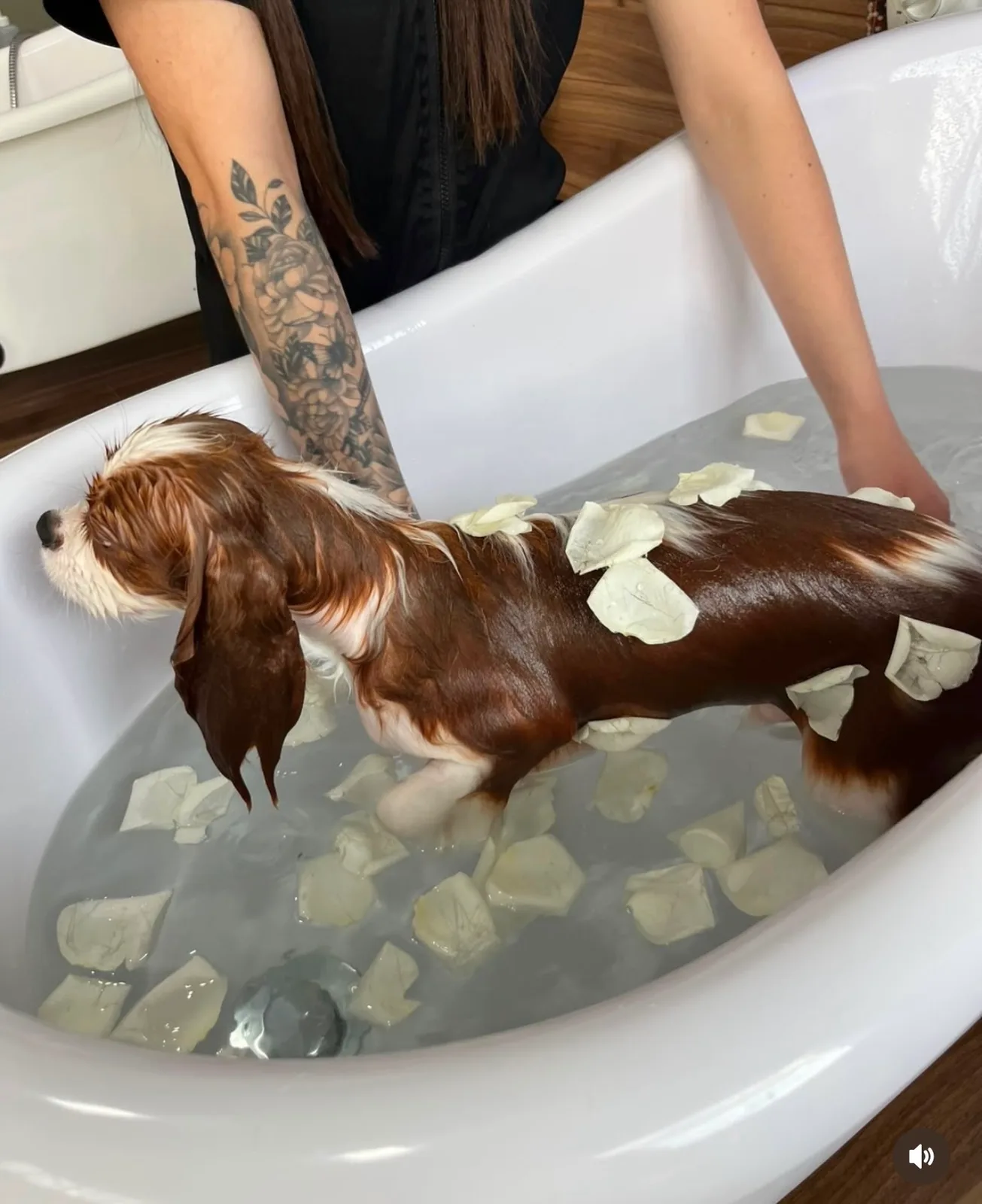 Leluxe Animalerie, foto enviada pela comunidade